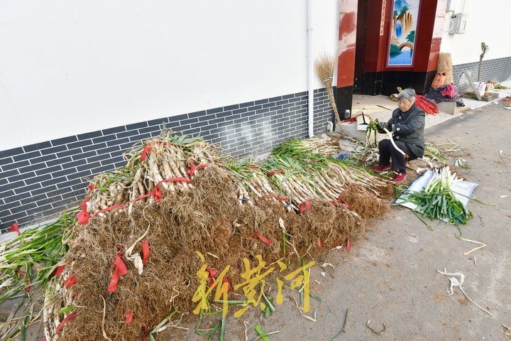 山东章丘大葱批发基地图片