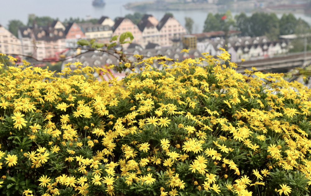 重庆初冬出游好去处 木春菊暖阳中肆意开放_腾讯新闻