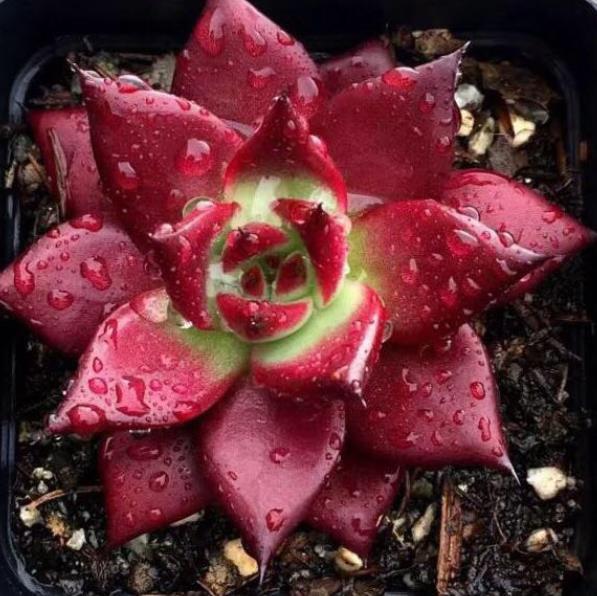 5种红色系多肉颜色艳丽真喜庆皮实好养惹人爱值得拥有