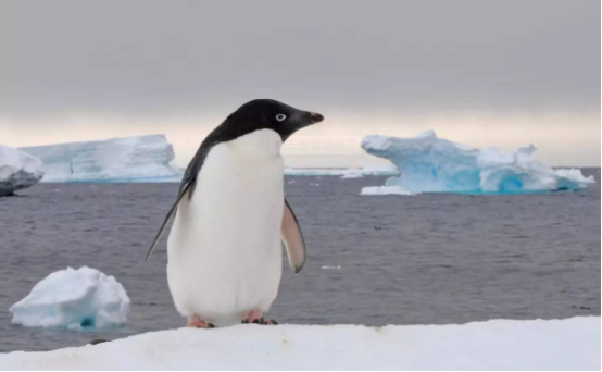 国外罕见一幕!南极企鹅"溜达"到3000公里外,当地人:还以为是玩具