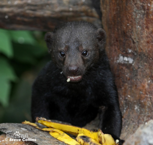 鼬亚科动物大全
