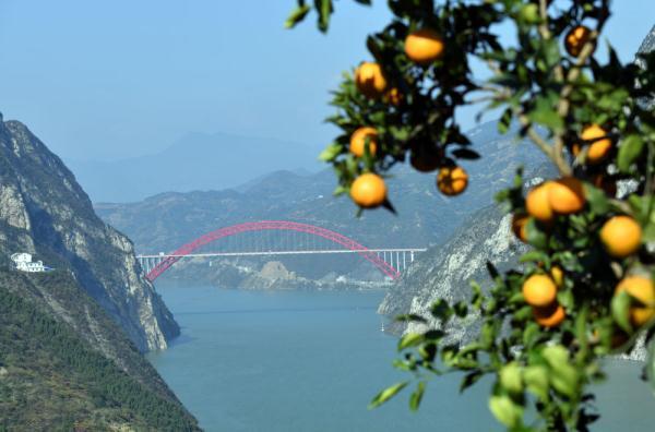 湖北秭归:橙黄橘绿映峡江