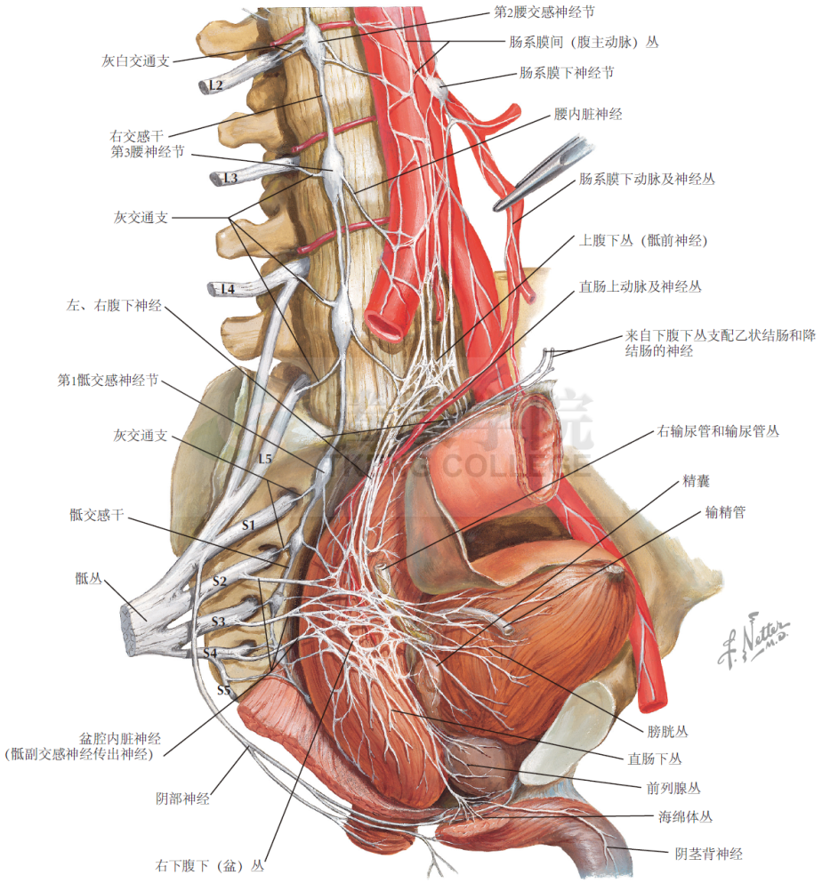 神經解剖學盆腔的自主神經和神經節