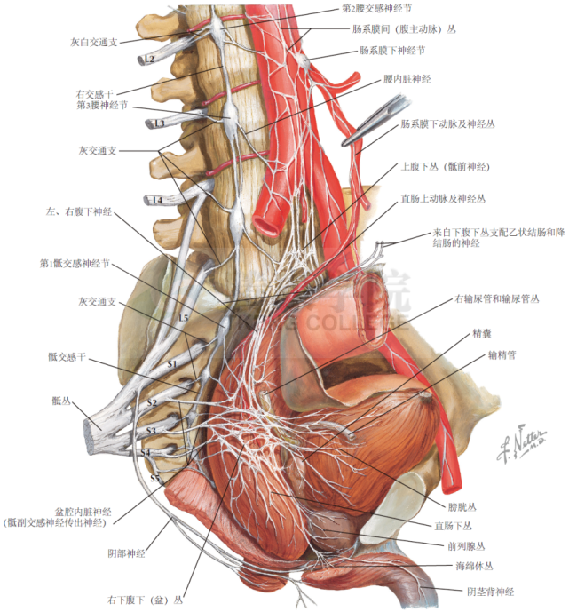 神经解剖学盆腔的自主神经和神经节