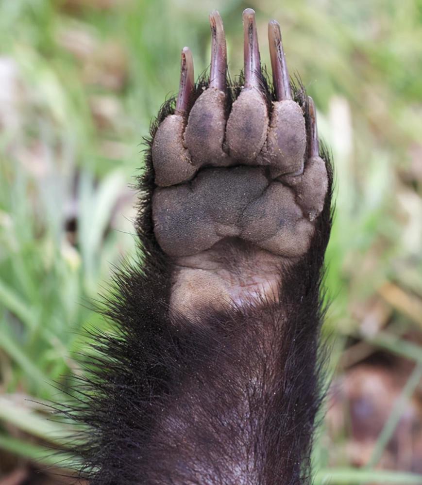 大巢鼬和蜜獾的区别_腾讯新闻