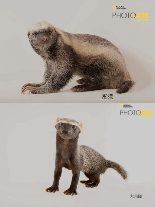 大巢鼬和蜜獾的区别|非洲|大巢鼬|蜜獾|鼬科