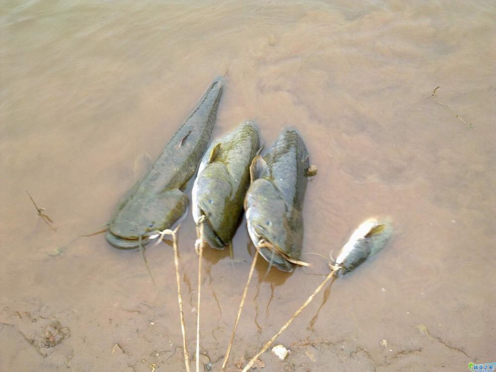 1,鯰魚喜陰厭光,加上對水質要求比較高,在上述地形特徵