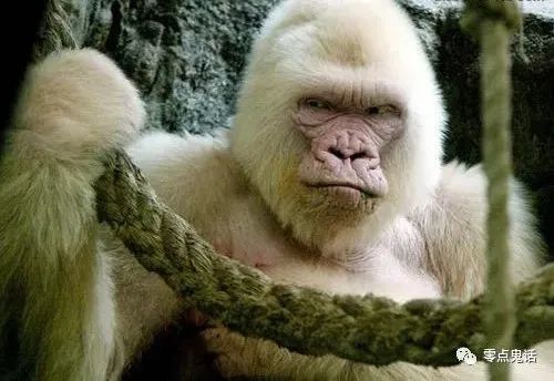 怪谈:白猿送财_腾讯新闻