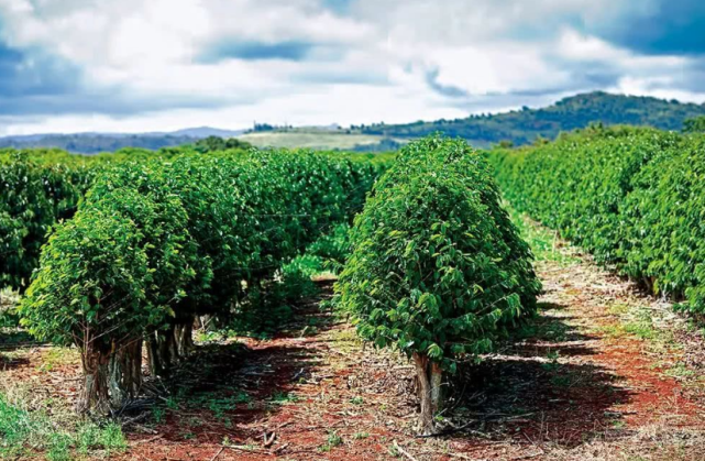 夏威夷考艾岛上的咖啡树