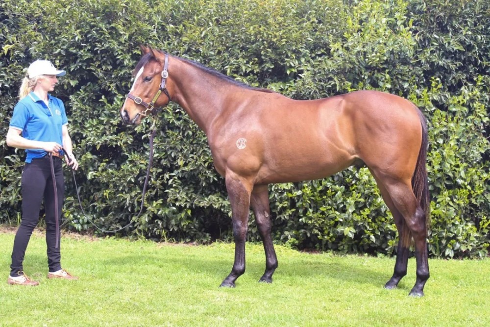 大陆赛马网:顶级种公马列阵2021新西兰纯血马快跳拍卖会_腾讯新闻