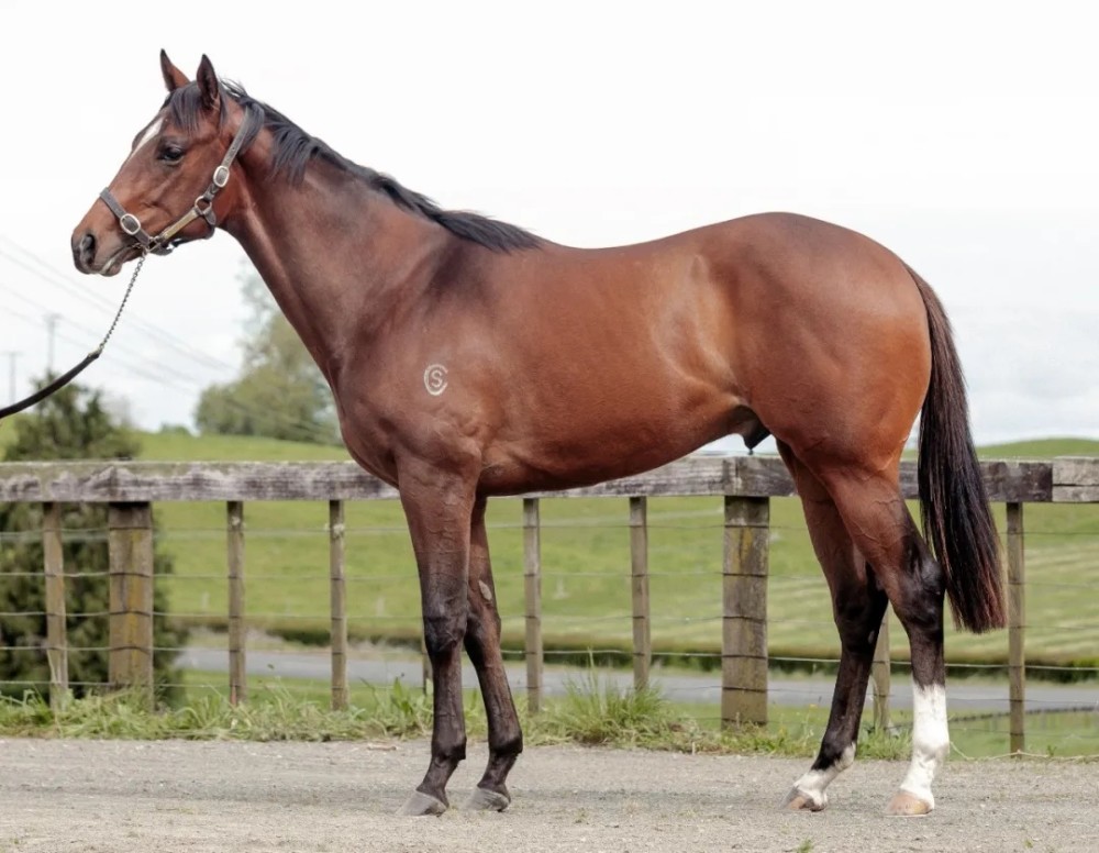 大陆赛马网:顶级种公马列阵2021新西兰纯血马快跳拍卖会_腾讯新闻