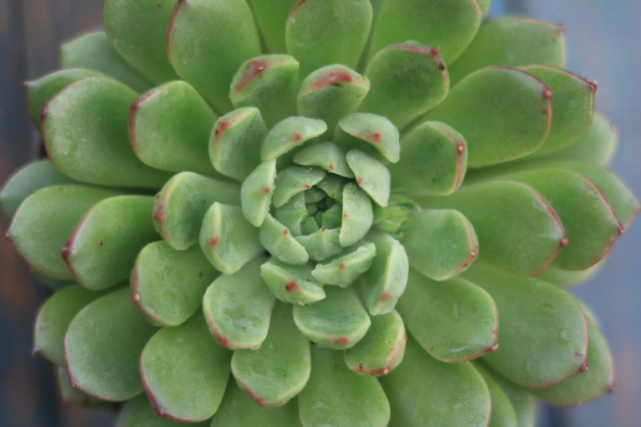 "醉花荫"景天科拟石莲花属多肉植物,中型种,易养护,绿色系列