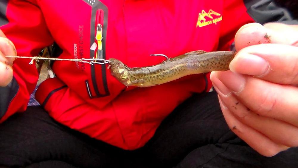 饱受争议的泥鳅钓鱼危害有多大网友三天钓空一个水库