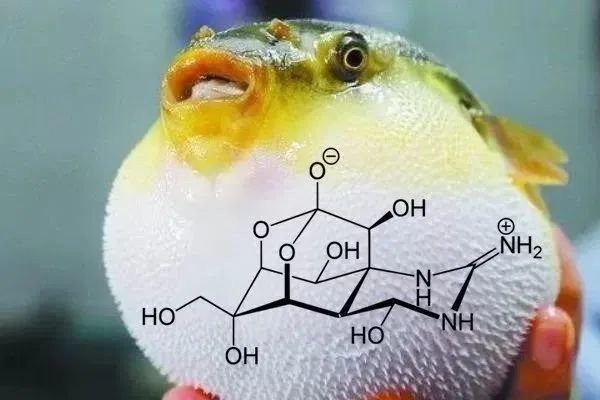 河豚浑身毒素为何偏偏勾起人类的邪欲吃货有毒更美味