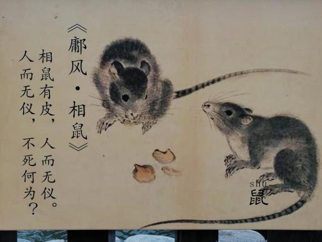 相鼠有皮,人而无仪《诗经·相鼠》有云:"相鼠有皮,人而无仪.