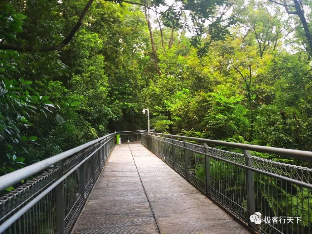 寻味顺德打卡华盖山栈道感受城市中心的空中绿道