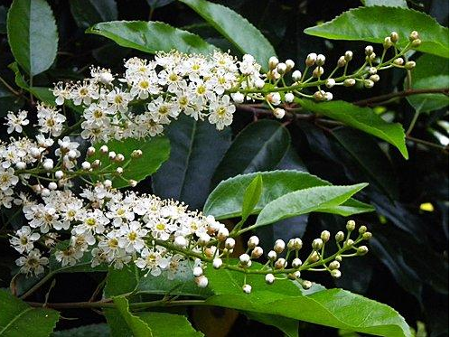 每日一花1114葡萄牙月桂