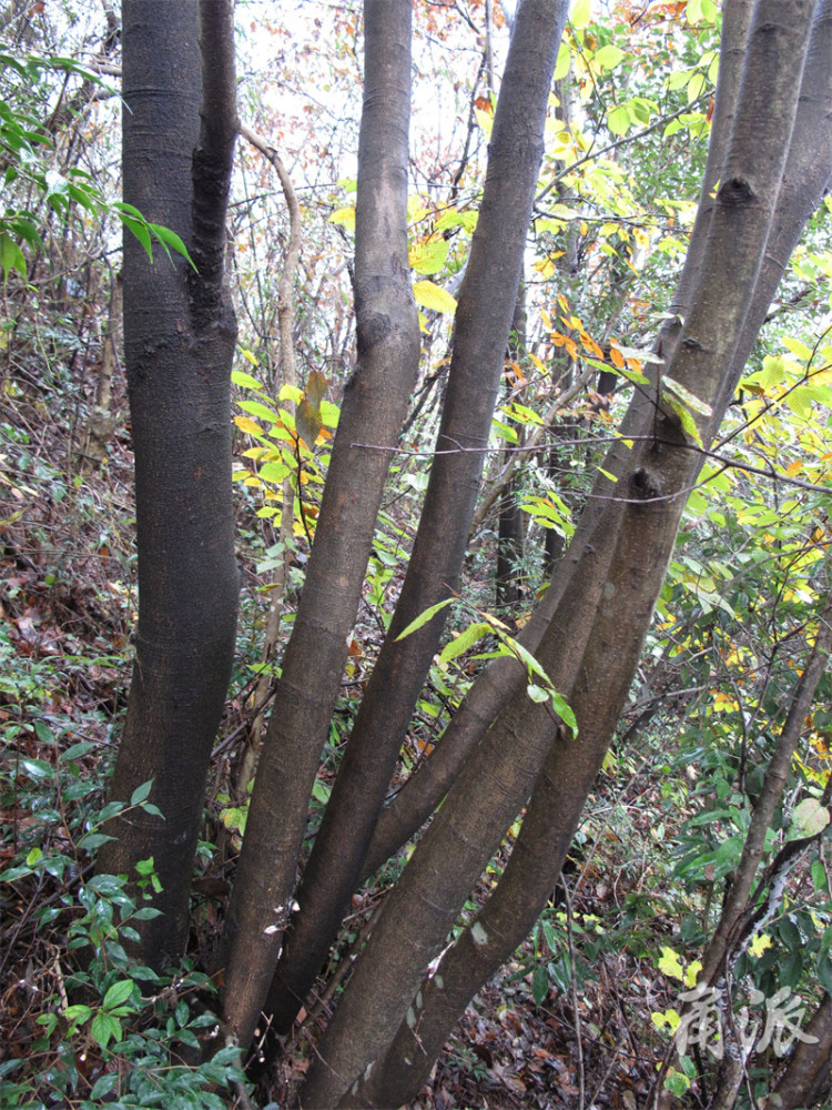 这种珍稀植物叫"米心水青冈"_腾讯新闻