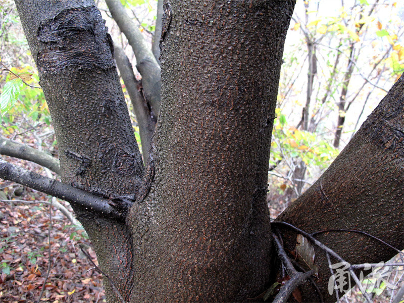 这种珍稀植物叫"米心水青冈"_腾讯新闻