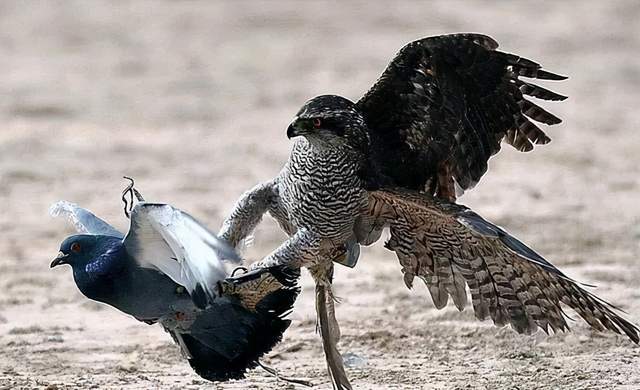 我养了一只鸽子,最喜欢的却偏偏是肉鸽