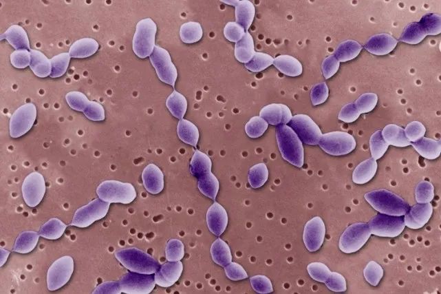 【教学参考】肺炎链球菌转化实验的9个科学问题|肺炎球菌|细菌|dna