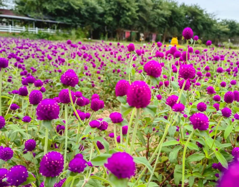 来这里,看百花争艳,感受花"漾"南海