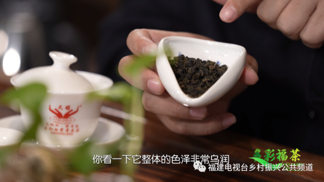 多彩福茶|山谷风韵,白芽奇兰