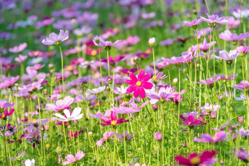 美绝了!这片"格桑花海"即将刷爆黄埔人的朋友圈!_腾讯新闻