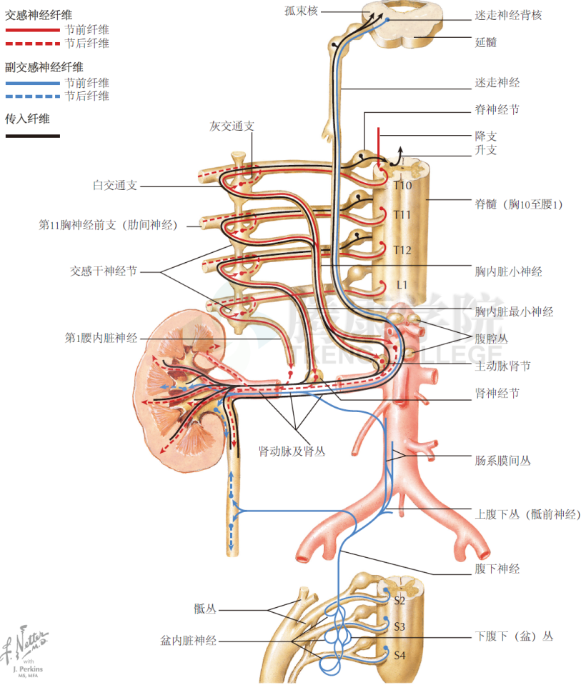 紫微星促进血液循环机_如何促进血液循环排毒_促进血液循环的穴位