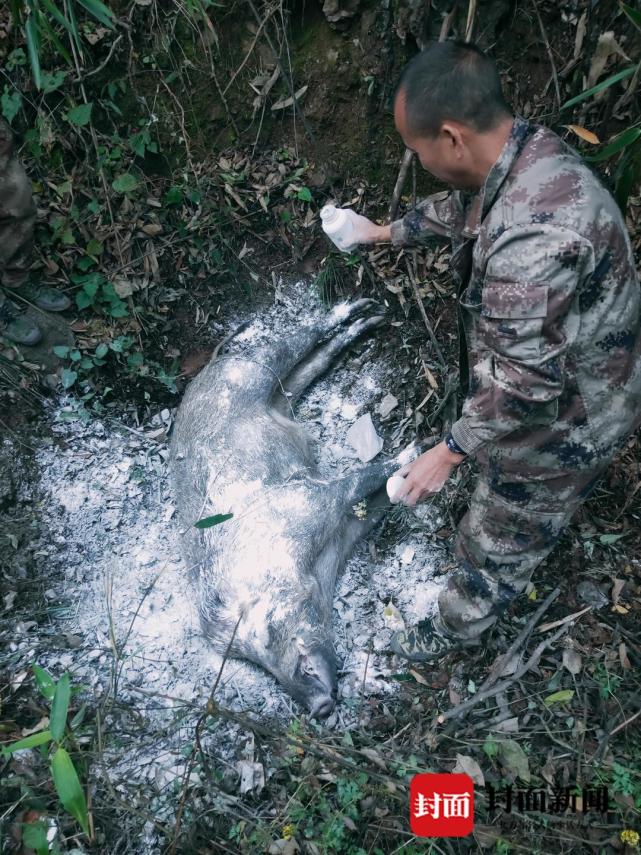 四川通江2万头野猪泛滥 捕猎者:目前是最佳猎杀时期