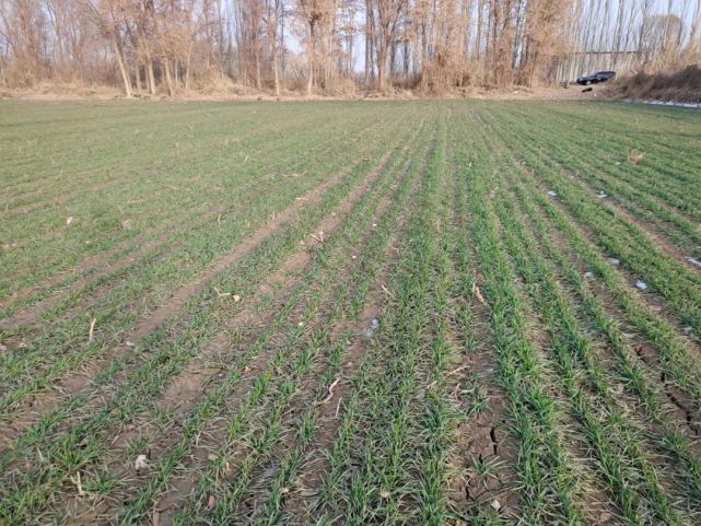 52万亩冬小麦 陆续出苗 长势喜人
