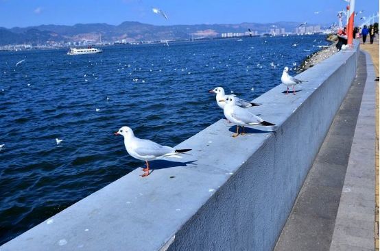 去滇池海埂公園一大樂趣就是喂海鷗,和海鷗們拍照也超美.