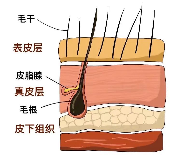 从结构上来看,头发主要包括毛根,毛干两部分,毛干是暴露在头皮外面