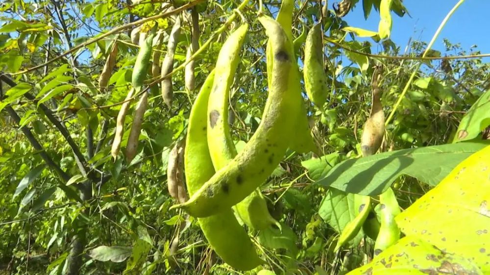 十一月上旬,白芸豆进入采摘旺季.