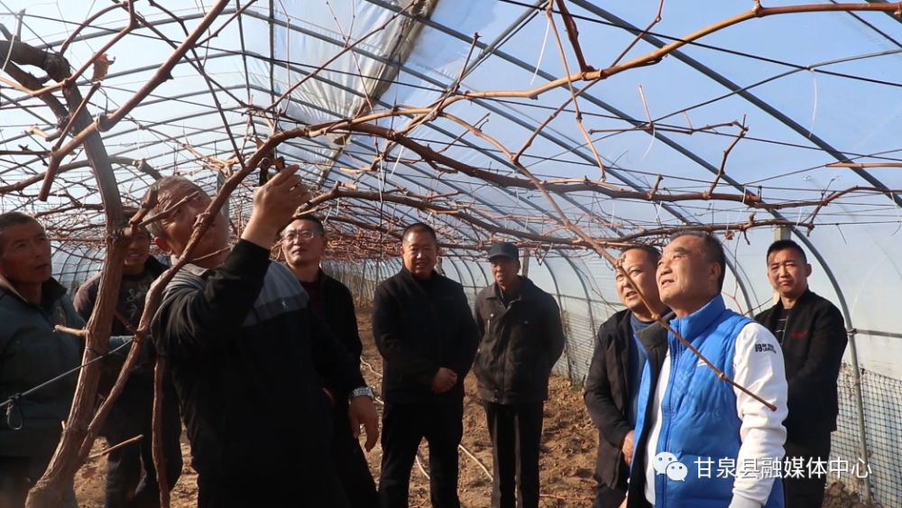 甘泉县石门镇田间地头大课堂小小葡萄冬培忙