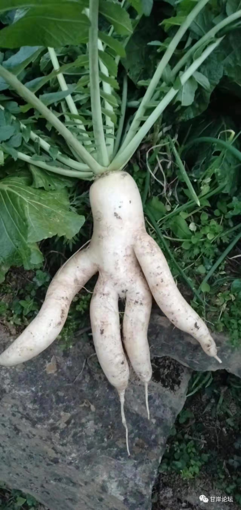 甘岸"成精" 的萝卜,有人要不?