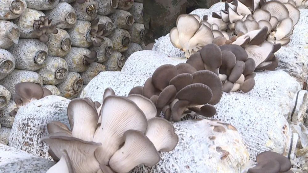 夏季平菇水帘种植技术图片