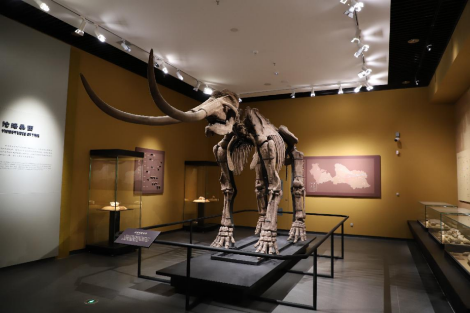 古菱齿象骨架复原展厅化石陈列实景来源:市博物馆编辑:市文旅局信息