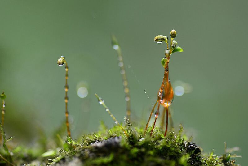 苔花与牡丹 腾讯新闻
