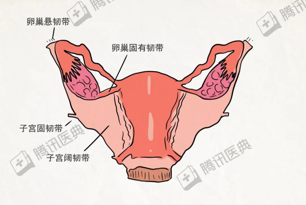 犬卵巢悬韧带图片