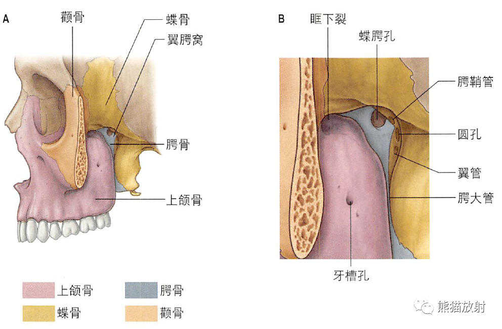 翼腭窝上颌神经与下颌神经翼管神经与翼腭神经节内容节选自《格氏