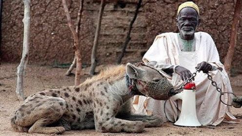 连狮子都不怕的鬣狗却被非洲人当作宠物鬣狗为何会怕非洲人