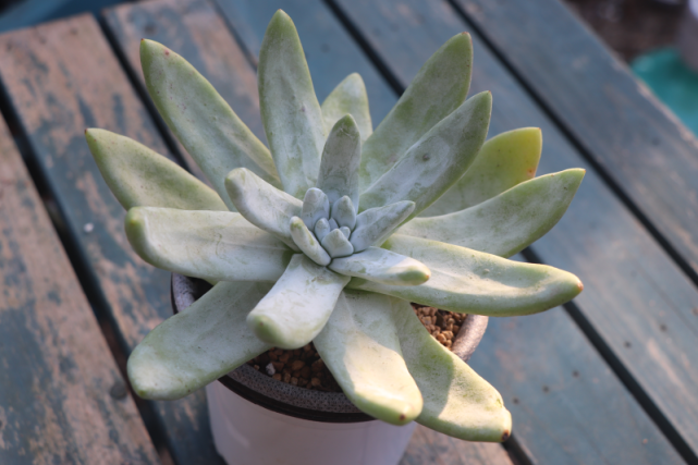 "拇指仙女杯"帕奇飞图景天科仙女杯属多肉植物,中型种,易养护