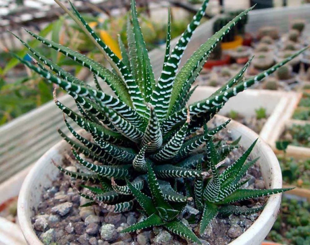 九种不易黑腐的十二卷属多肉,便宜好看又好养,选它们准没错_腾讯新闻