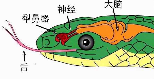 5米长,60斤重巨蛇现身深圳地铁口!或以流浪猫狗为食,不怕雄黄