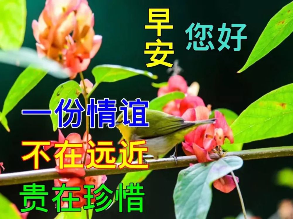 8張漂亮好看的冬日早上好動態美圖鮮花帶字,冬天早晨好幸福暖心的問候