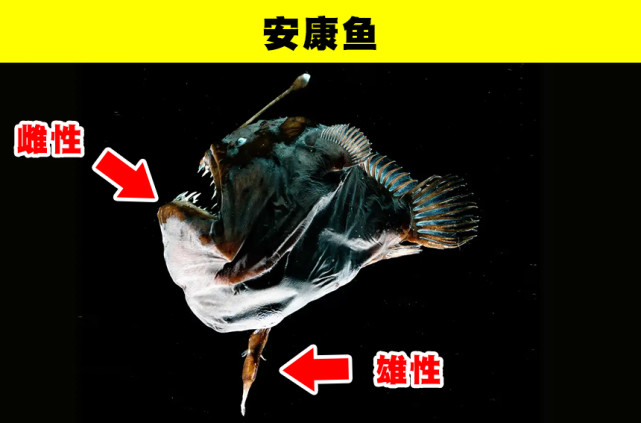 安康鱼雌雄融合图图片