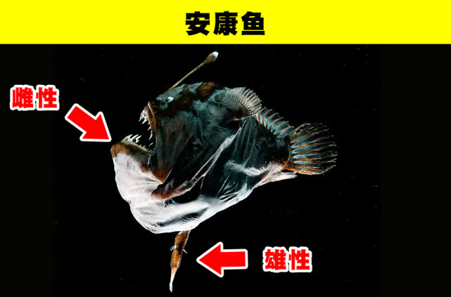 雄性和雌性长相差异巨大看起来像不同物种的9种动物