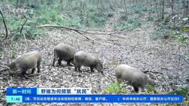 四川通江2万头野猪成灾，专业捕杀队两天半仅捕杀8头_腾讯新闻