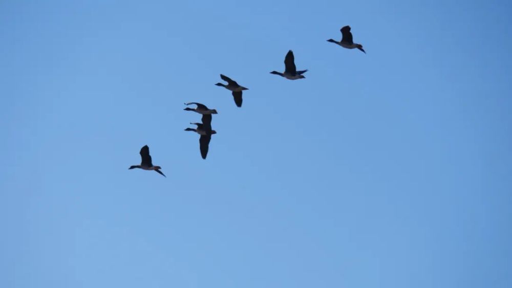 湖水清澈,湖畔植被茂密水产丰富的溢泉湖已成为野生大雁等十几种候鸟